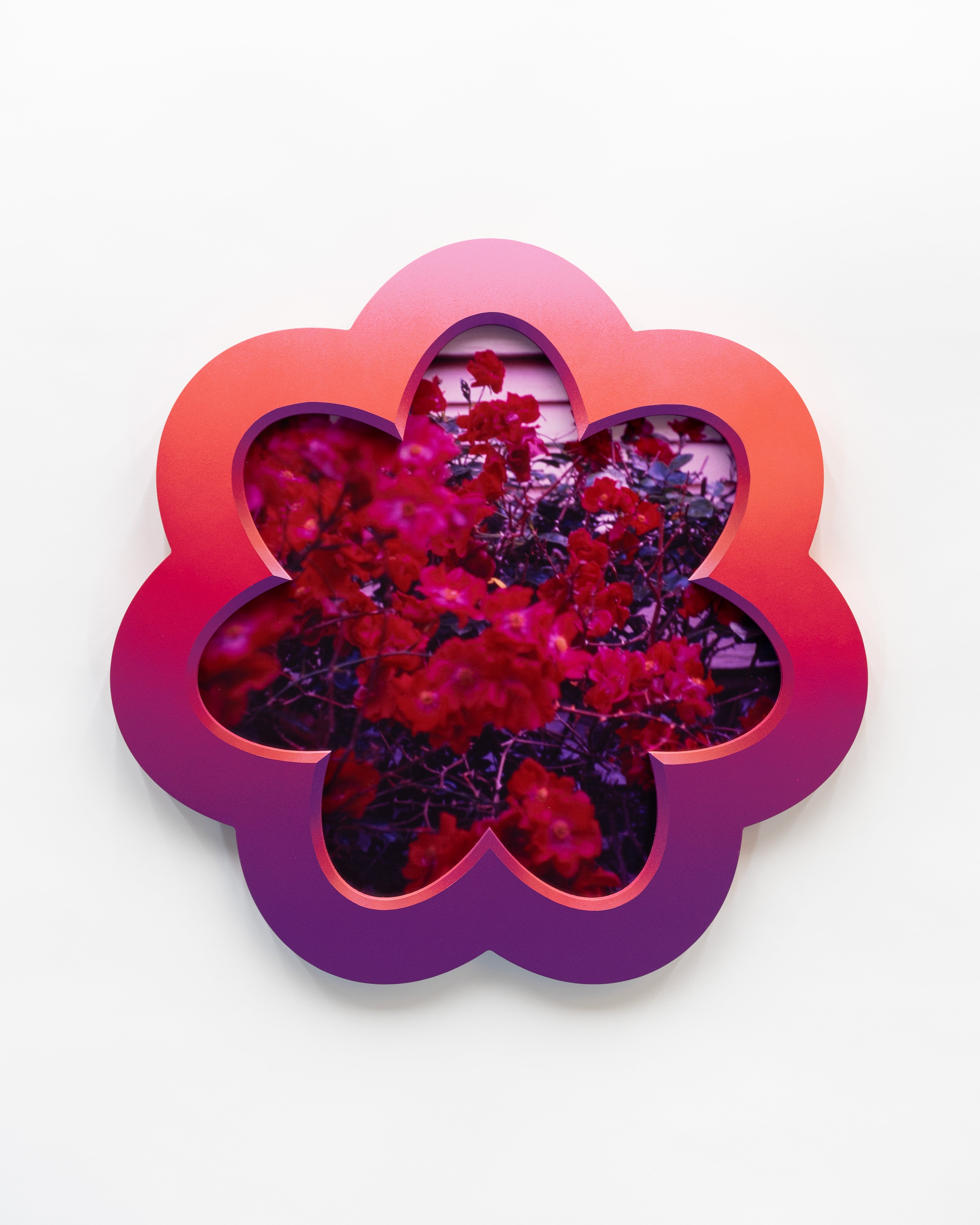 Rose Tinted Dillon Beck Dot Com